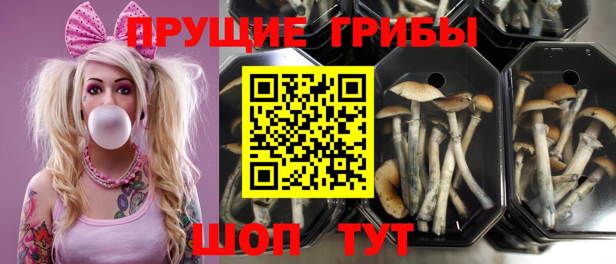 Псилоцибиновые грибы мицелий Канаш